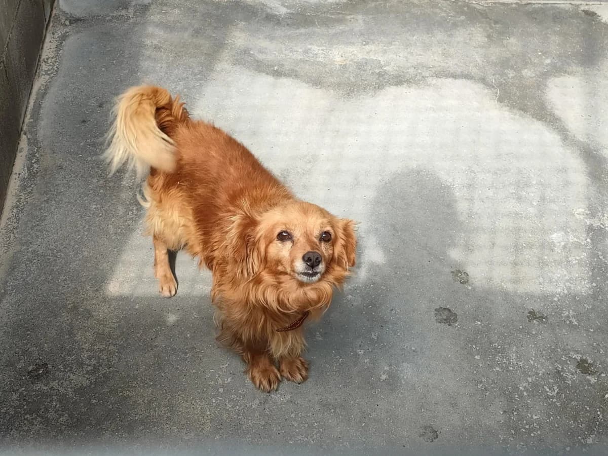 535-25 Lalo, male mixed breed for adoption at Refuxio Galicia