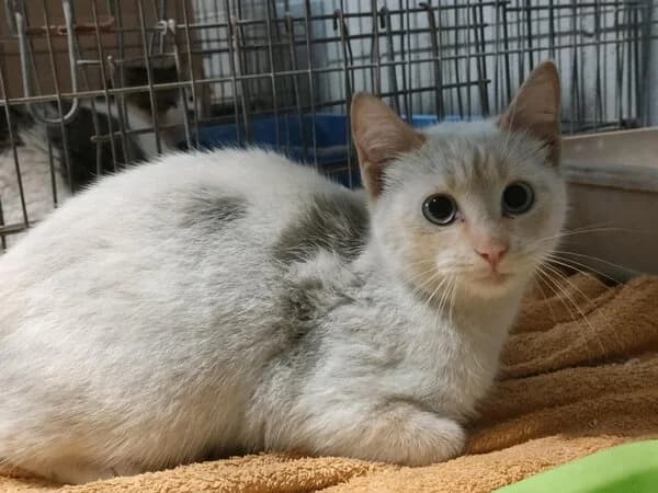 54-26 Trucs, male mixed breed for adoption at Refuxio Galicia