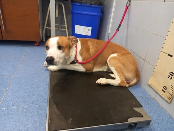 56-26 Chinchón, male mixed breed for adoption at Refuxio Galicia