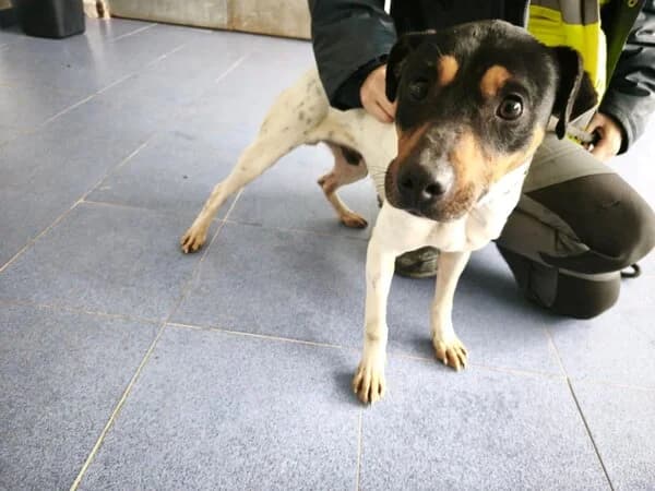 61-26 Otis, male mixed breed for adoption at Refuxio Galicia