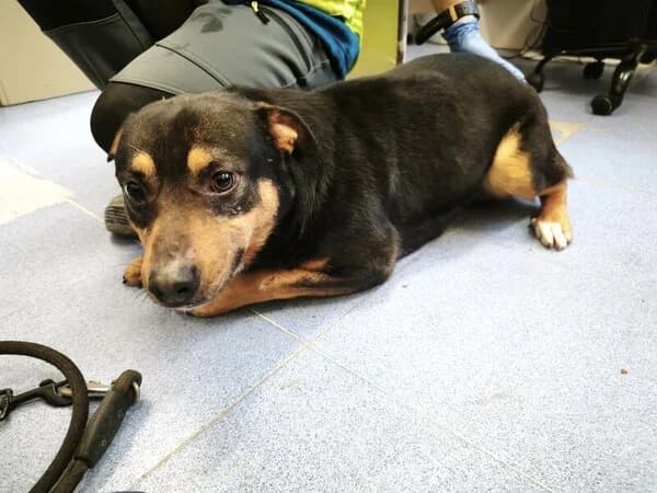 63-26 Makto, male mixed breed for adoption at Refuxio Galicia
