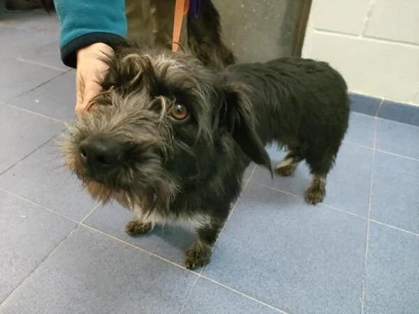 639-25 Elsa, female mixed breed for adoption at Refuxio Galicia