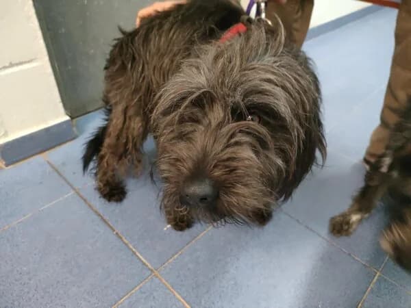 640-25 Melsa, female mixed breed for adoption at Refuxio Galicia