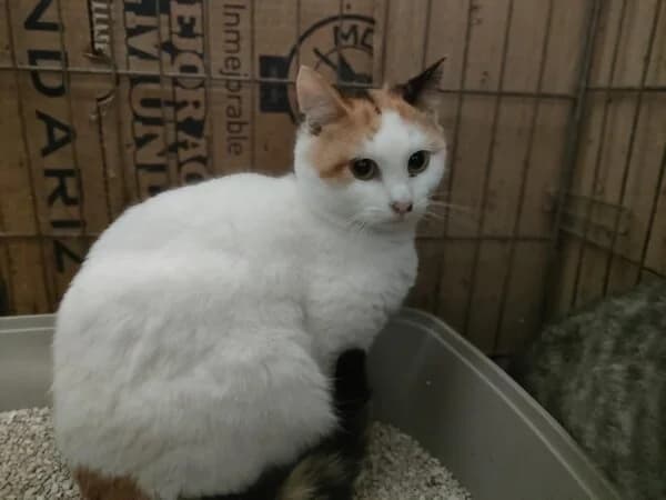649-25 Olvido, female mixed breed for adoption at Refuxio Galicia