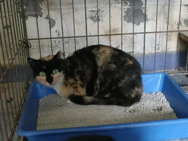 65-26 Vela (Lola), female mixed breed for adoption at Refuxio Galicia