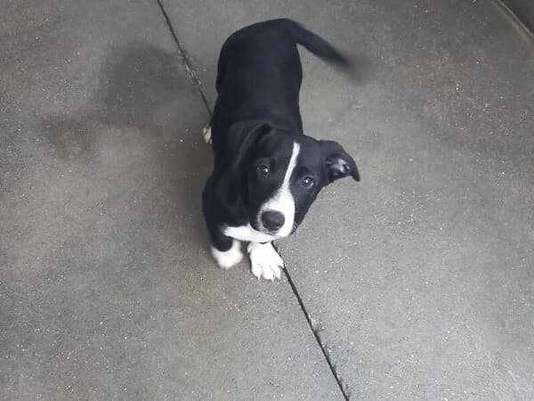651-25 Peco, male mixed breed for adoption at Refuxio Galicia