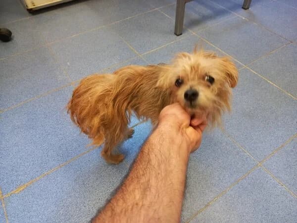 657-25 Paquita, female mixed breed for adoption at Refuxio Galicia