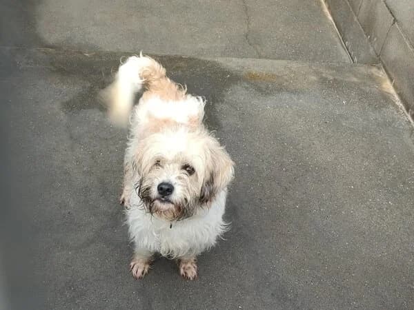 661-25 Peixoto, male mixed breed for adoption at Refuxio Galicia
