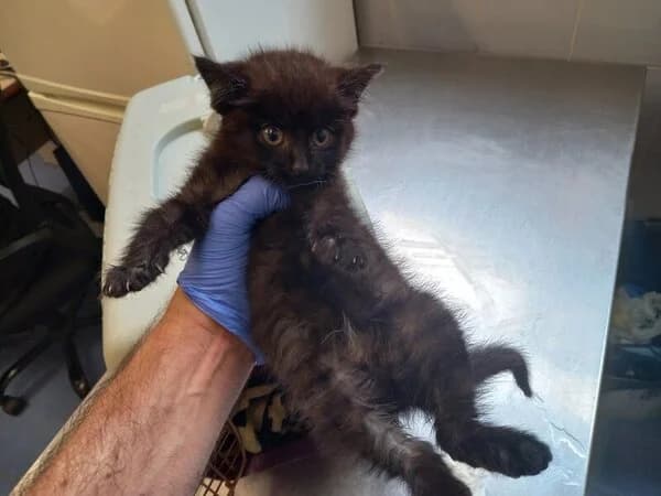 663-25 Esfinge, female mixed breed for adoption at Refuxio Galicia