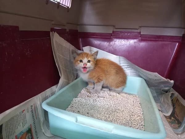 676-25 Corcel, male mixed breed for adoption at Refuxio Galicia