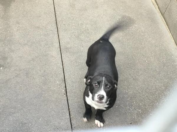 677-25 Pequita, female mixed breed for adoption at Refuxio Galicia