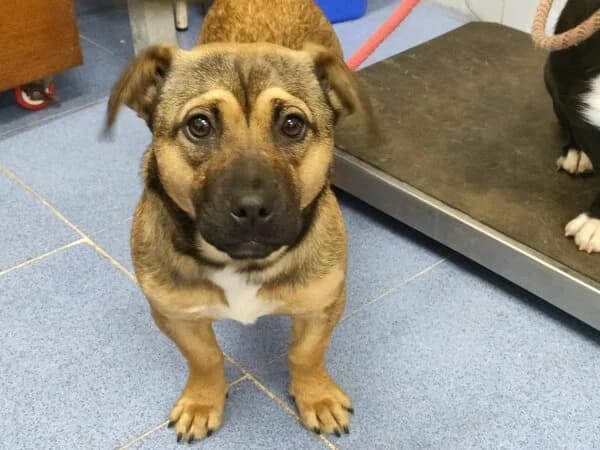 68-26 Chrissy, female mixed breed for adoption at Refuxio Galicia
