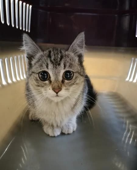 685-25 Chusa, female mixed breed for adoption at Refuxio Galicia