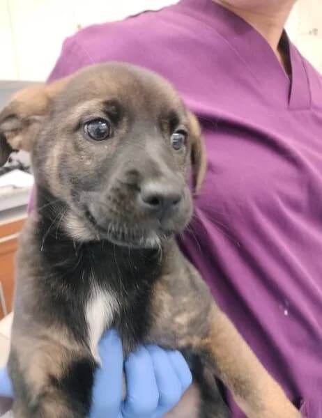 689-25 Quinina, female mixed breed for adoption at Refuxio Galicia