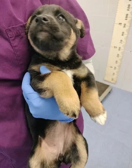 690-25 Ricina, female mixed breed for adoption at Refuxio Galicia