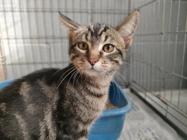 694-25 Thuru, male mixed breed for adoption at Refuxio Galicia