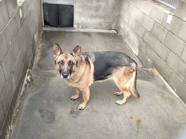 699-25 Sinda, female mixed breed for adoption at Refuxio Galicia