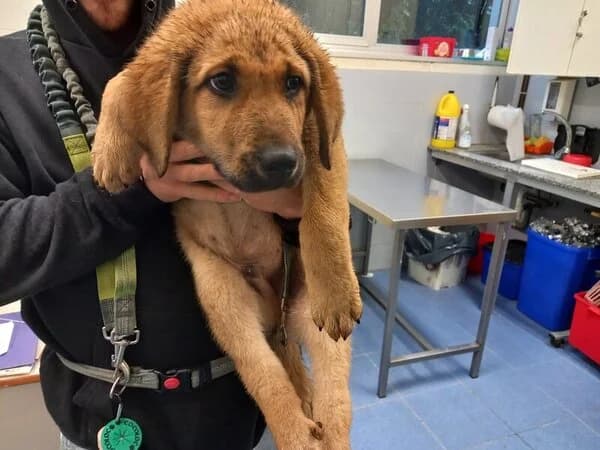 700-25 Remus, male Mixed Breed for adoption at Refuxio Galicia