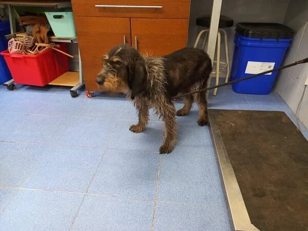 702-25 Dogma, female mixed breed for adoption at Refuxio Galicia