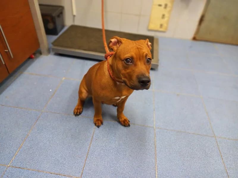 703-24 Bron, male mixed breed for adoption at Refuxio Galicia
