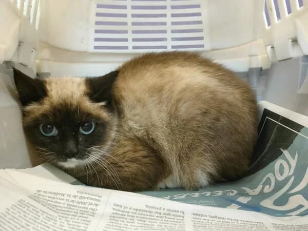 704-25 Kawanda, female mixed breed for adoption at Refuxio Galicia