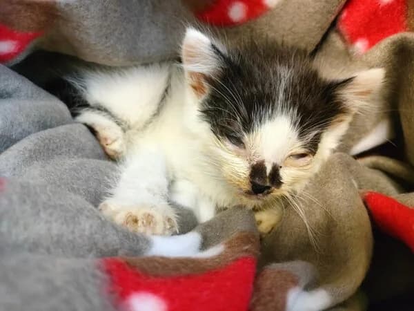 707-25 Buño, male mixed breed for adoption at Refuxio Galicia