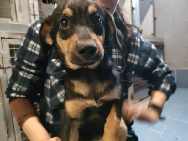 709-25 Alastor, male mixed breed for adoption at Refuxio Galicia