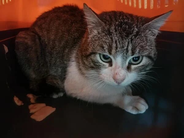 71-26 Rockillo, male mixed breed for adoption at Refuxio Galicia