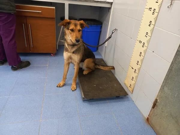 715-25 Lara, female mixed breed for adoption at Refuxio Galicia