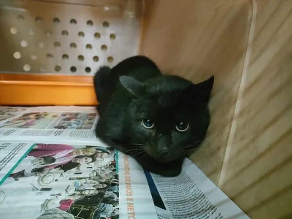 716-25 Free, male mixed breed for adoption at Refuxio Galicia