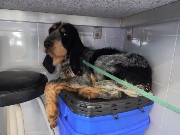 719-25 Lancelot, male mixed breed for adoption at Refuxio Galicia