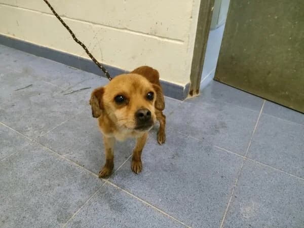 723-25 Chinchimoni, male mixed breed for adoption at Refuxio Galicia