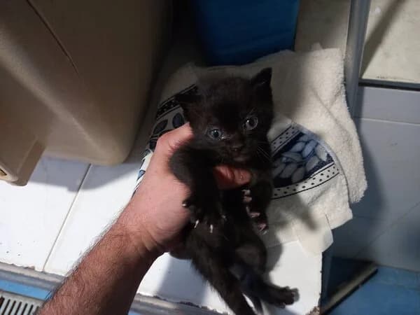 78-26 Trompeta, female Mixed Breed for adoption at Refuxio Galicia