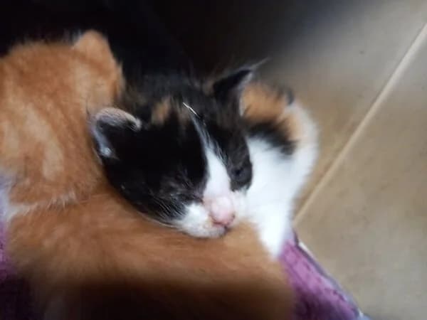 79-26 Trompetina, female Mixed Breed for adoption at Refuxio Galicia