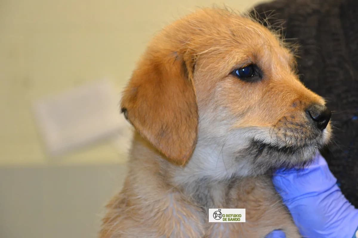 8-20 Kant, male Mixed Breed for adoption at Refuxio Galicia