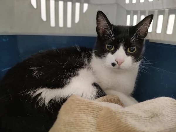 85-26 Xuncane, female mixed breed for adoption at Refuxio Galicia