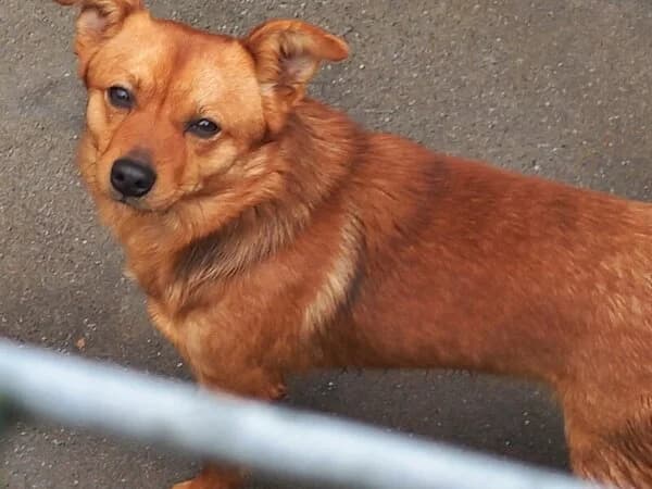 88-26 Chum, male mixed breed for adoption at Refuxio Galicia