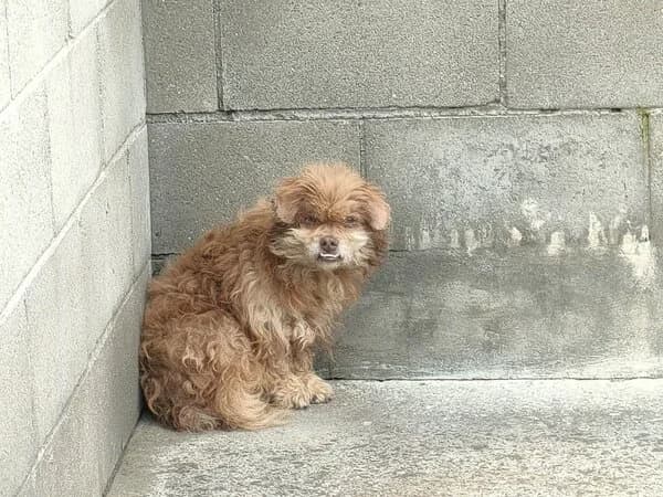 Cirilo, male mixed breed for adoption at Refuxio Galicia
