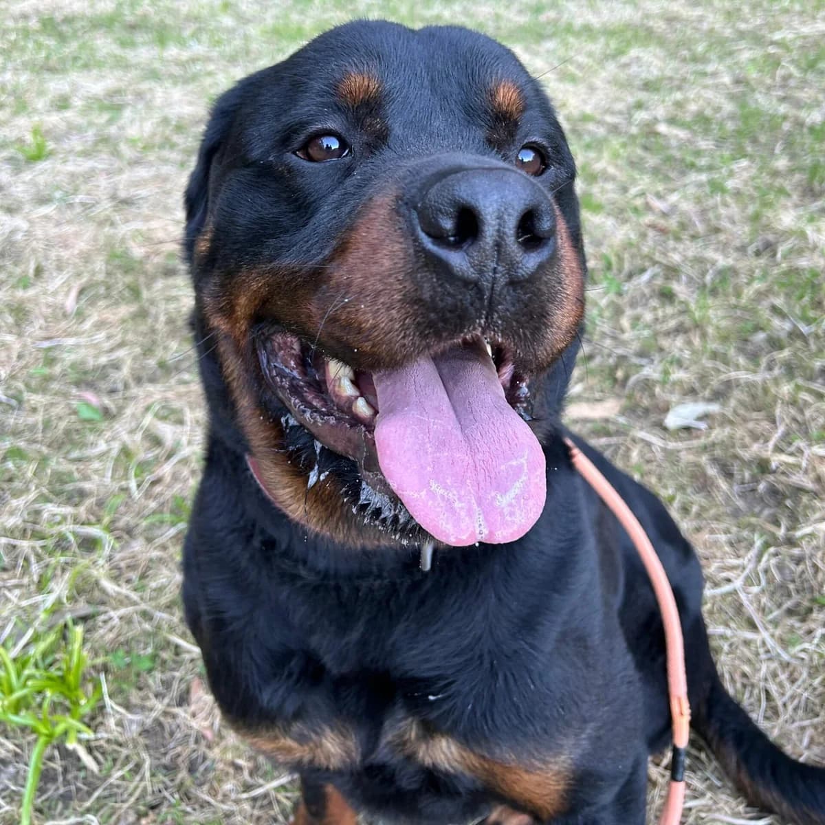 Zeus, male Mixed Breed for adoption at Rescue Galicia, Vigo