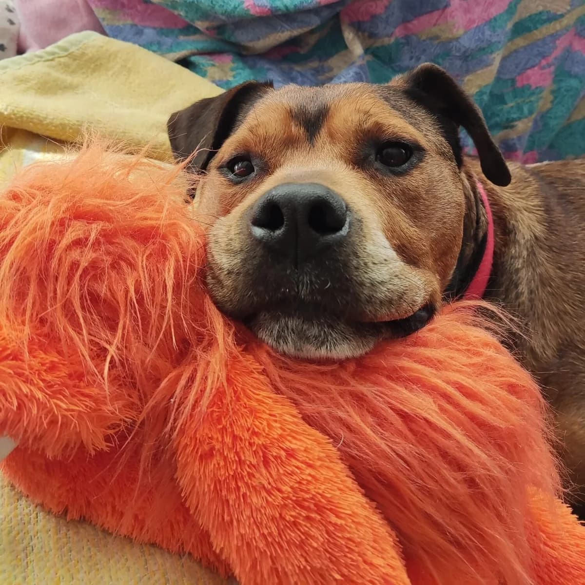 Troska, female Mixed Breed for adoption at Rescue Galicia, Vigo