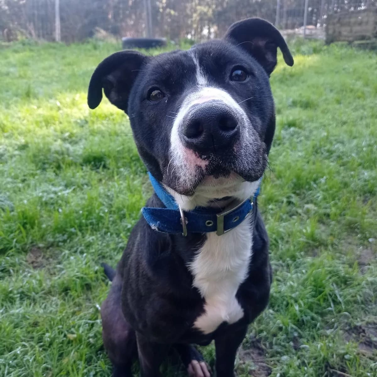 Sirius, male 4yo Mixed Breed for adoption at Rescue Galicia, Vigo