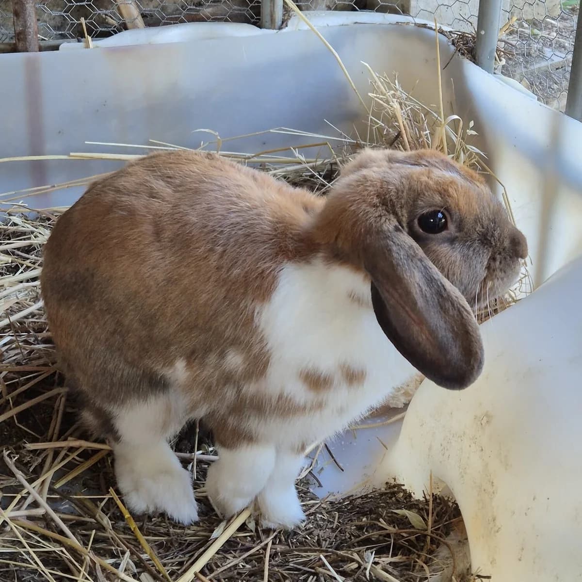 Gaia, female 3yo Mixed Breed for adoption at Rescue Galicia, Vigo