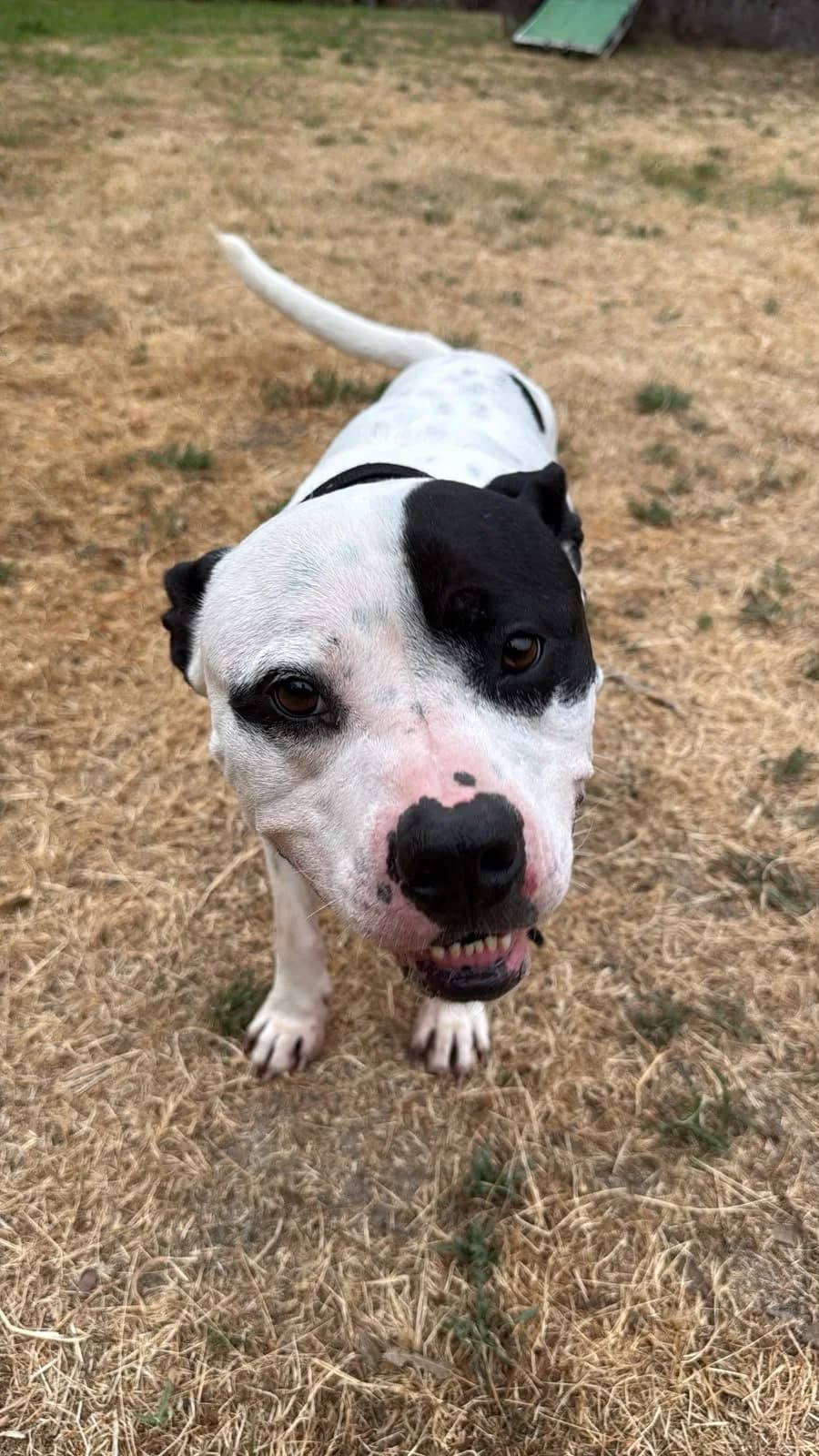 Bolt, male 6yo Mixed Breed for adoption at Rescue Galicia, Vigo