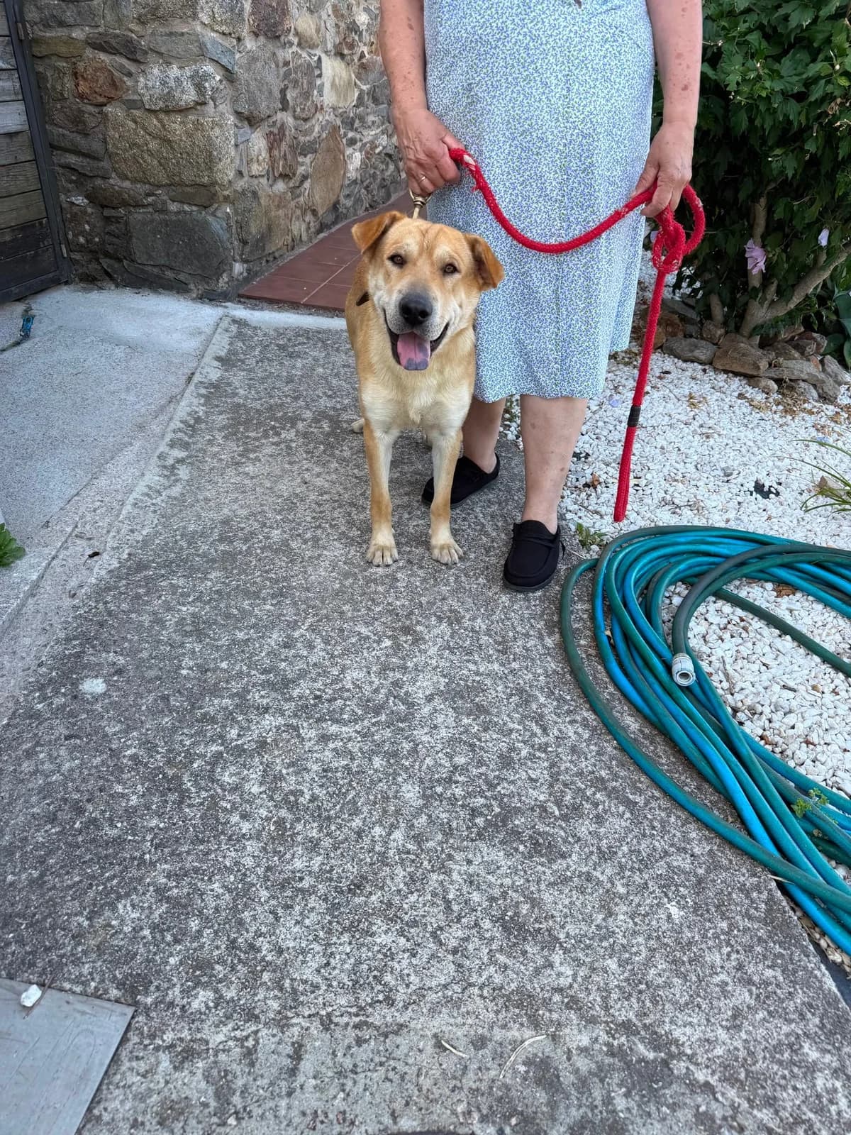 Thor, male Mixed Breed for adoption at Rescue Galicia, Vigo