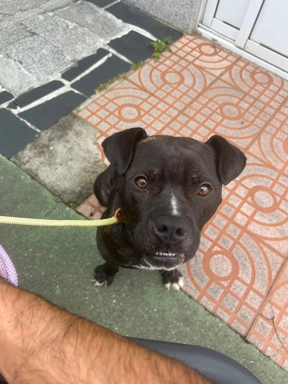 Melón, male young Mixed Breed for adoption at Rescue Galicia, Vigo