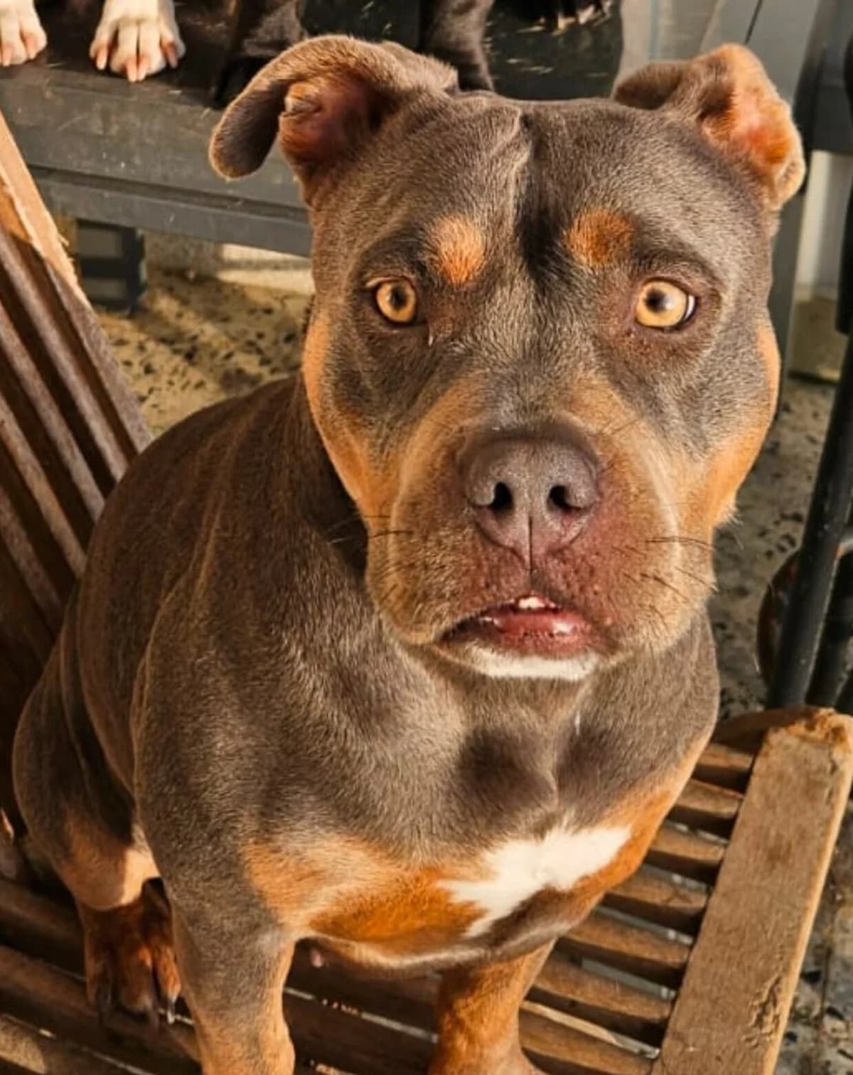 Samba, female Mixed Breed for adoption at Rescue Galicia, Vigo