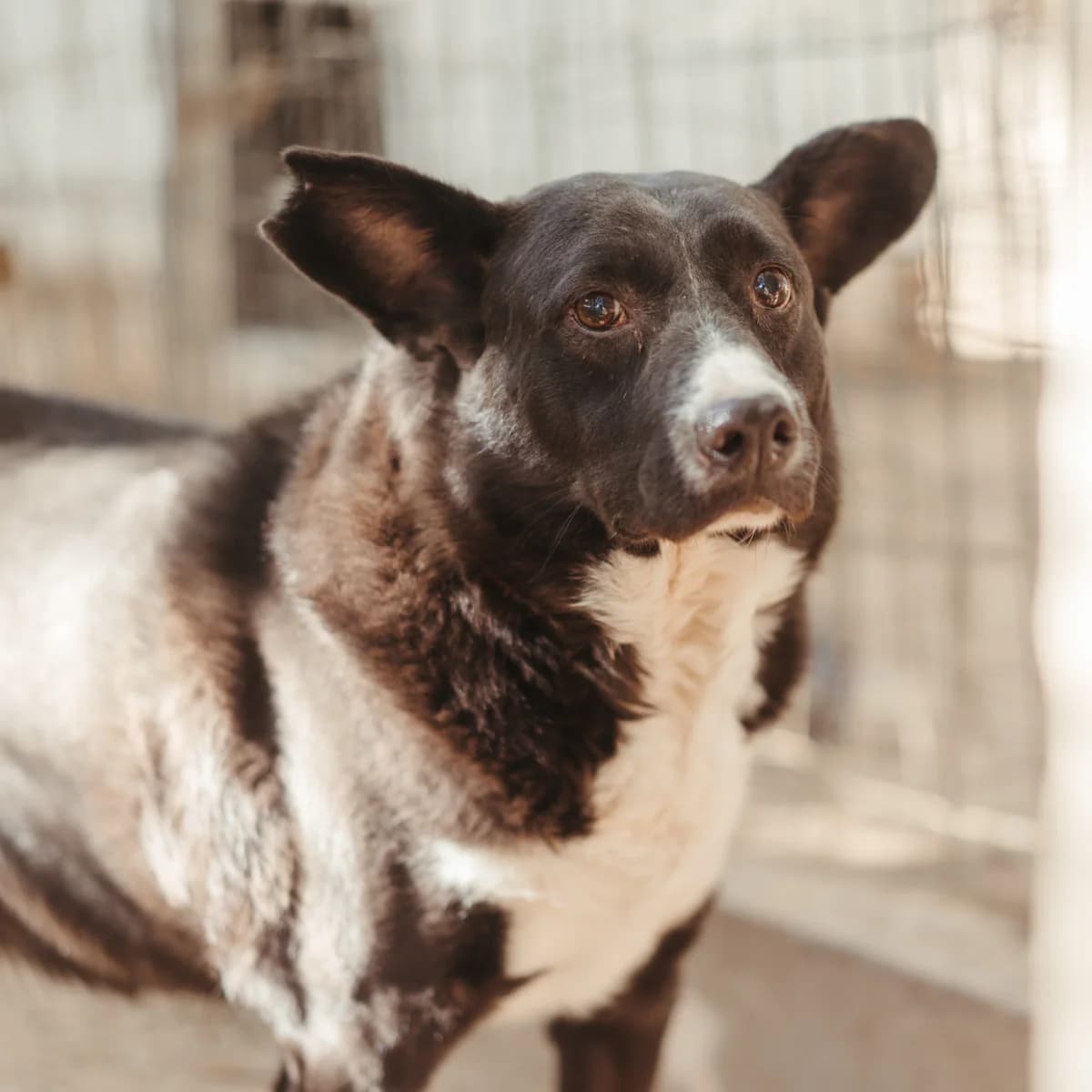 Manolet, Mixed Breed (Ribercan)