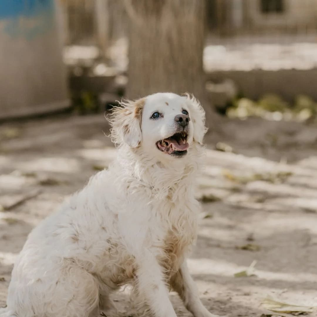 Yoi, Mixed Breed (Ribercan)