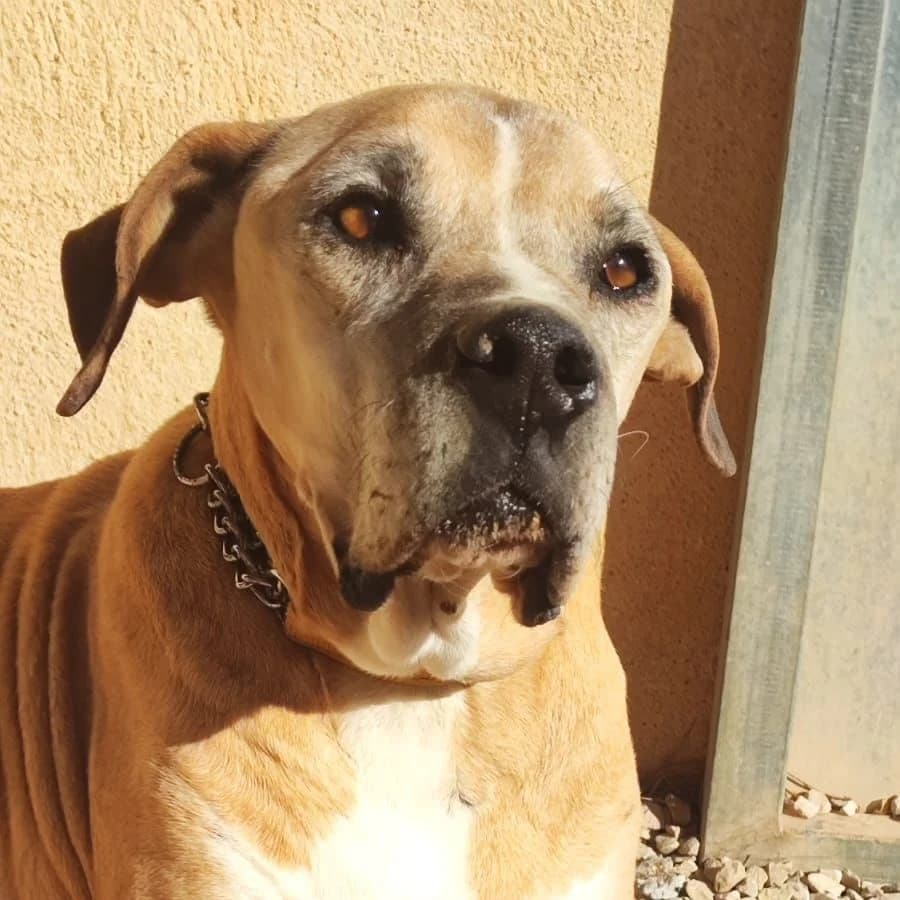 Rudolf, Mixed Breed (Ribercan)