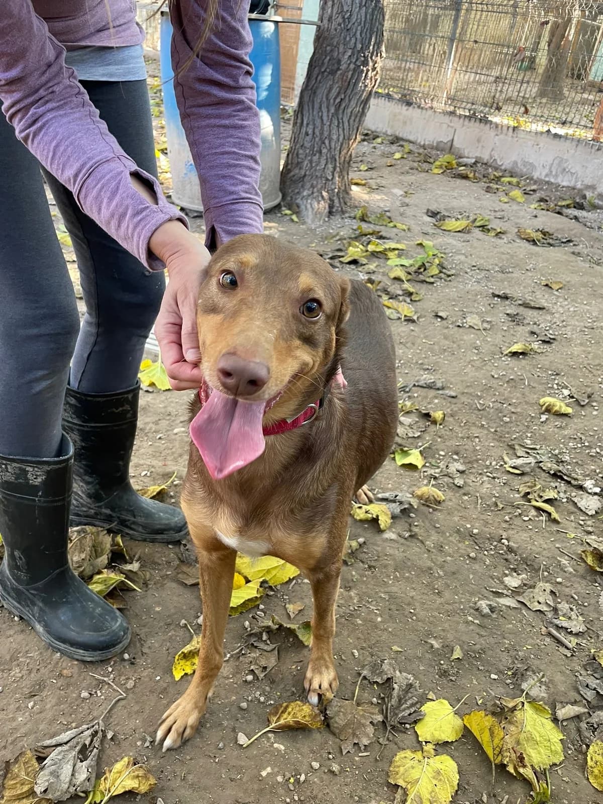 Rambo, male 5yo Mixed Breed for adoption at Ribercan, Valencia